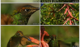 蜂鸟视频,捕捉生活瞬间，记录美好时光